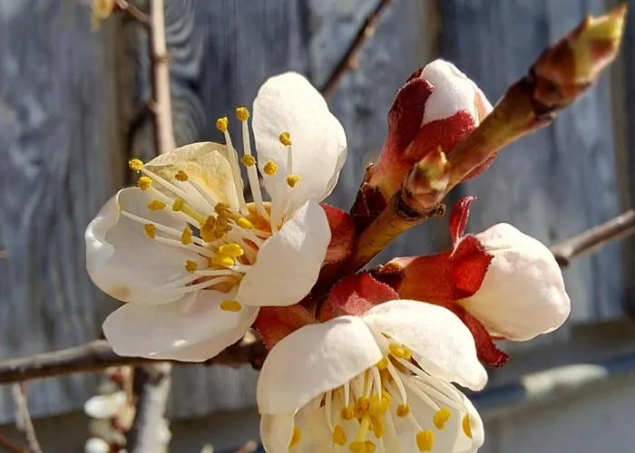 Apartamento Prentnergut