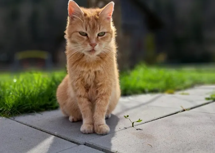 Apartman Prentnergut *