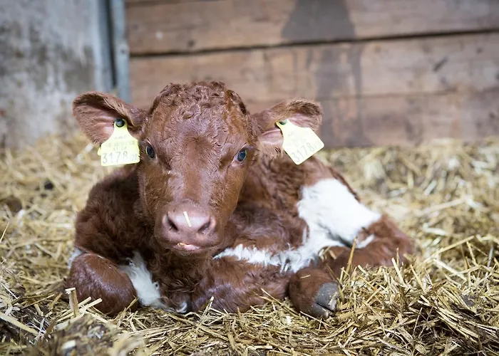 Apartman Prentnergut