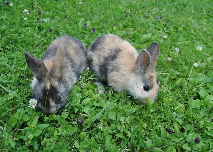 Prentnergut Apartman *