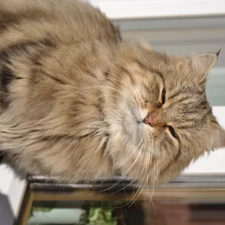 帕仁纳格特酒店 公寓 *